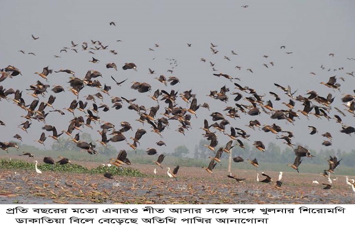 শিরোমনি বিল ডাকাতিয়ায় আসছে অতিথি পাখির দল